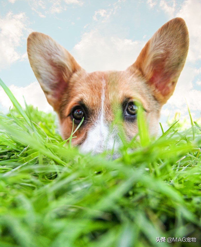 狗狗维生素b的食物有哪些,狗狗必需的六种营养素