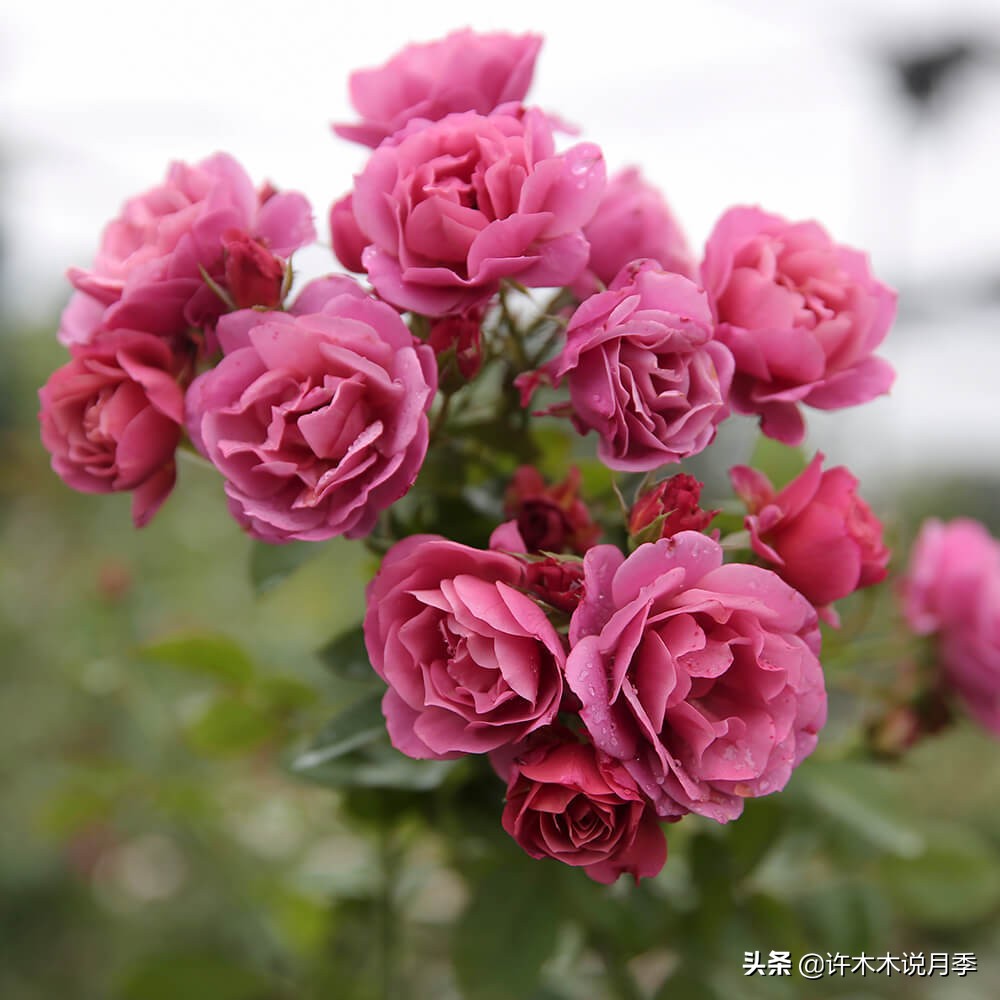 推荐一下多头月季花,100种月季品种大全