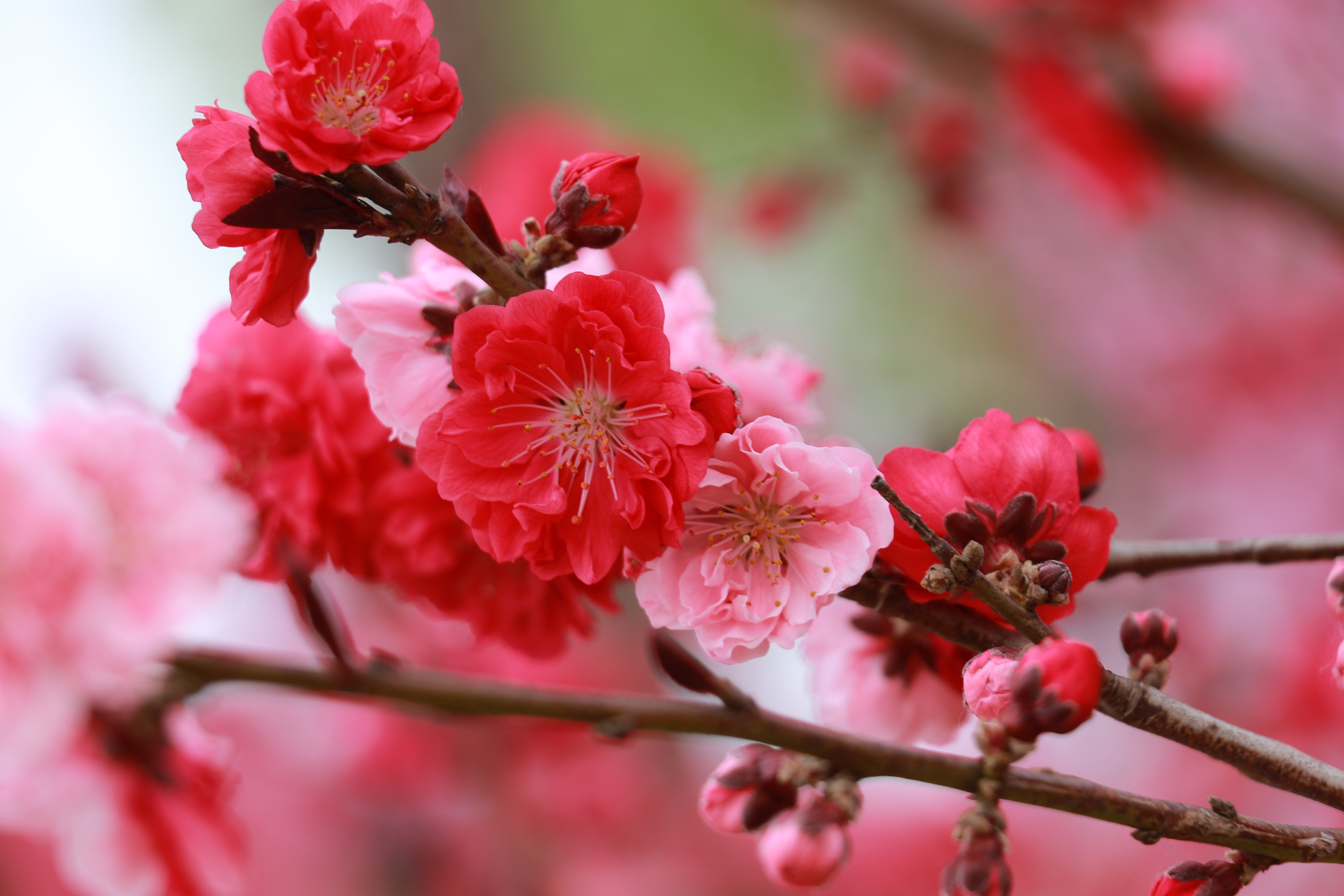 做喜悦的事见喜悦的人,做一个心怀慈悲的人