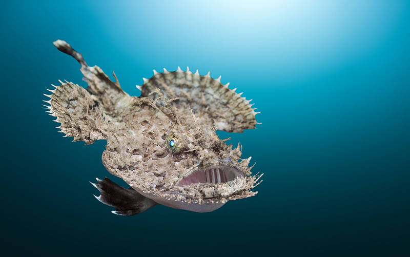 盘点动物界的奇葩恋爱,动物界的奇葩配偶方式