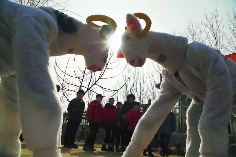 猫咪礼貌推开铲屎官,猫咪热情帮铲屎官牧羊