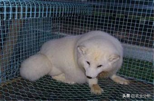 养貂的技巧和方法,养貂教程