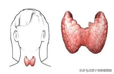 修复蝴蝶翅膀用什么材料,修补蝴蝶破损翅膀