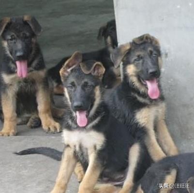 看家护院中型犬推荐,精品德国牧羊犬放羊看家护院好犬