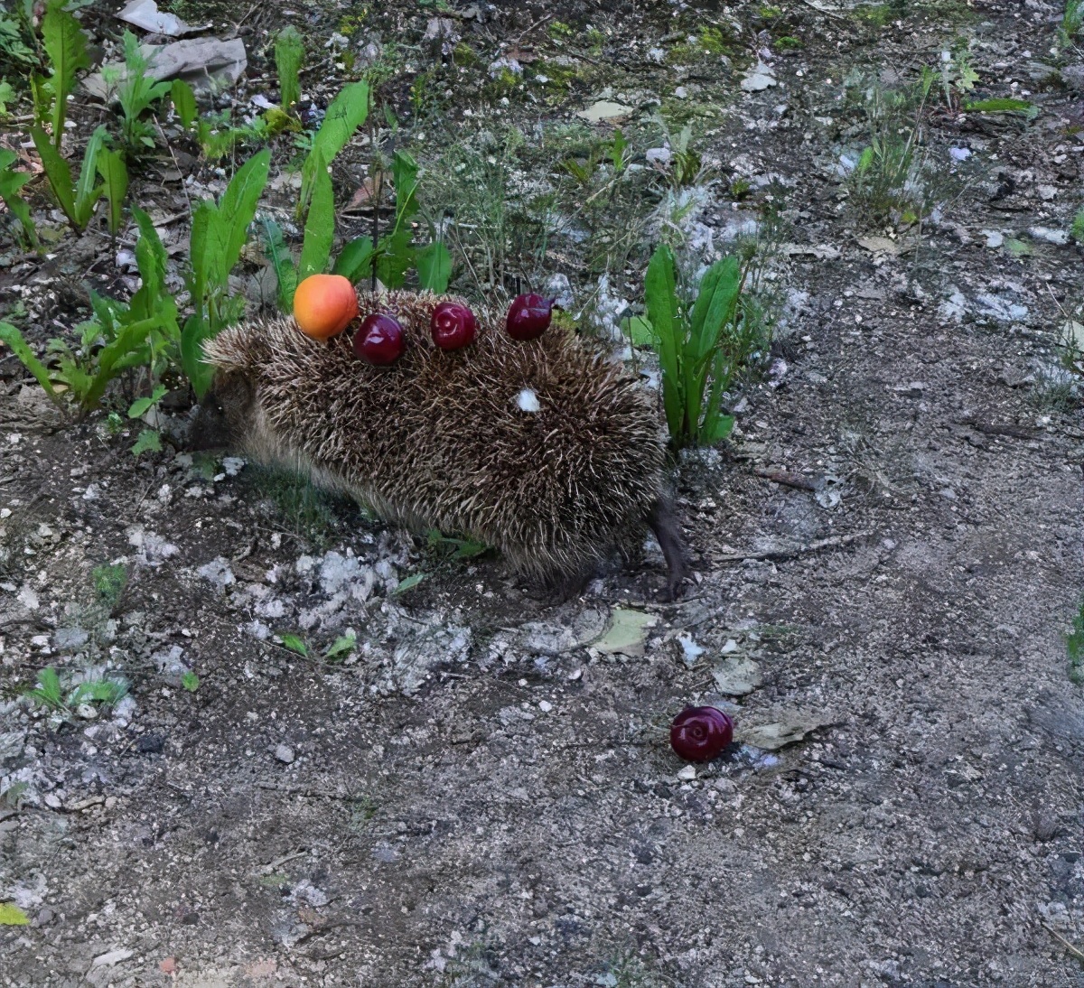 刺猬除了刺猬粮啥也不吃,刺猬爬枣树