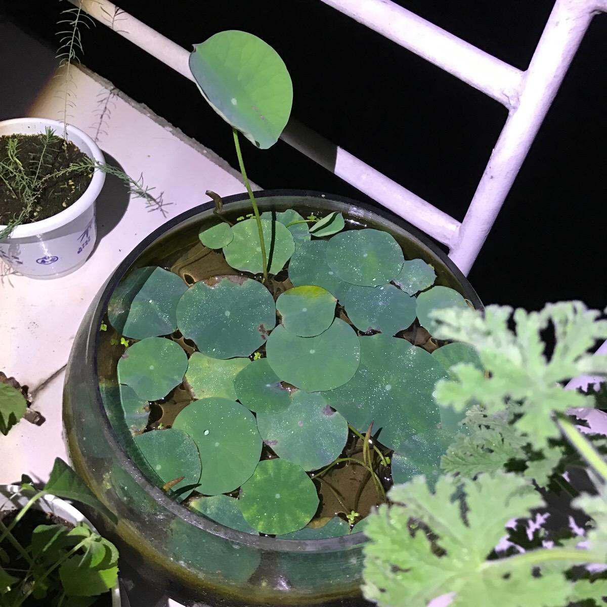 碗莲种子夏天可以种植吗,碗莲夏天开几次花