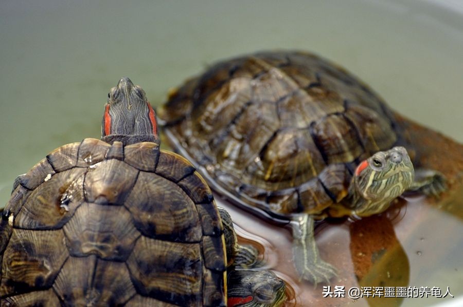 乌龟感冒了怎么治疗好得快,乌龟得了感冒的最佳治疗方法