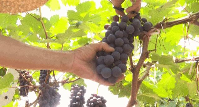 连云港现在采摘园有什么可以摘,连云港11月份采摘