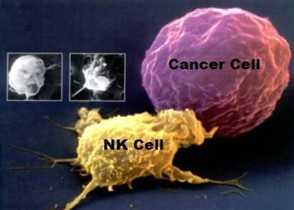 最新科研进展nk免疫细胞治疗癌症,抗癌药物组合物