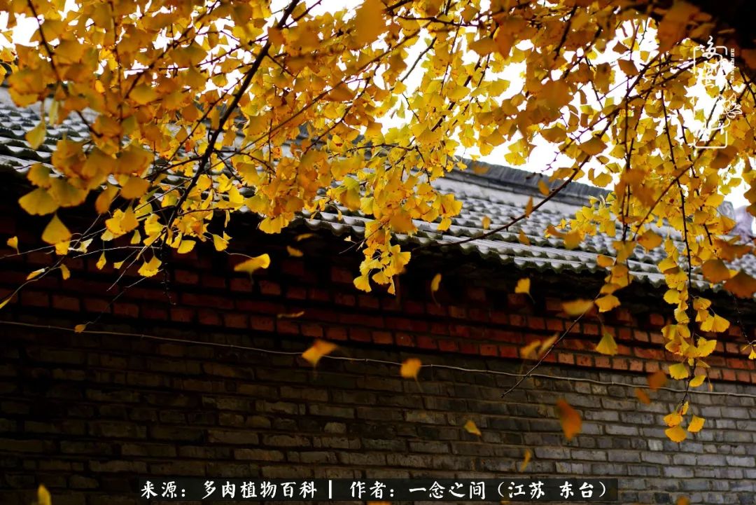 一见多肉误终生,一见多肉误终生从此入了养花坑