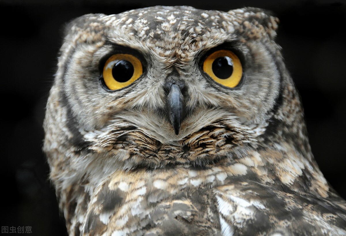 动物眼中世界和人类有什么不一样,不同动物眼中的世界长什么样子