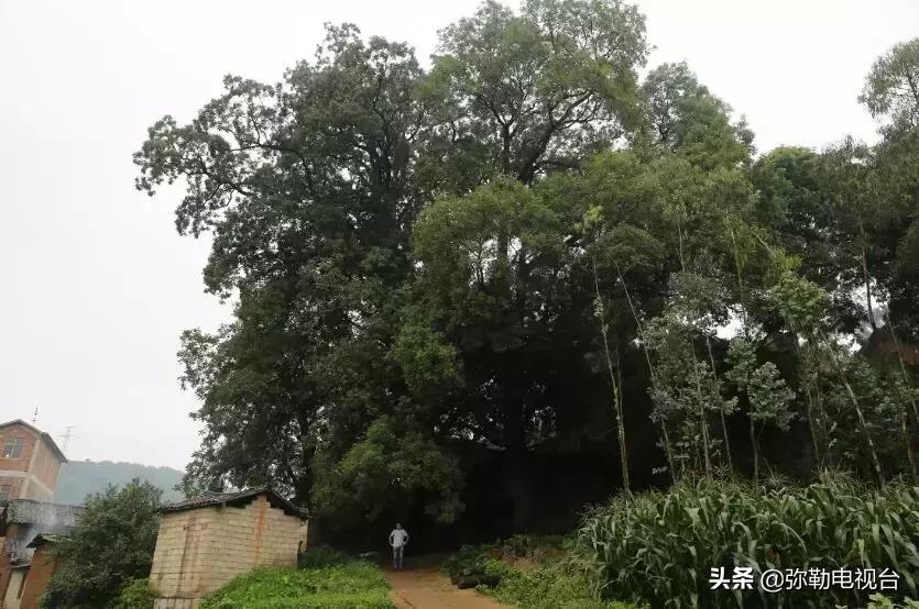 一棵被保护的百年古树,一棵百年的古树被雷击