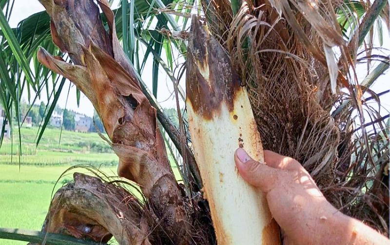 长在树上无人识，古人称它“木鱼”，营养价值高，极为珍贵