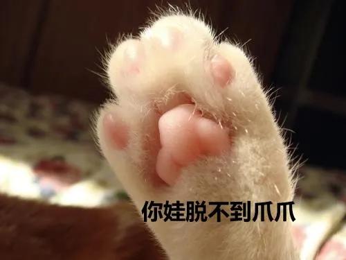 四川话用不了多久,四川话还有多长时间消失