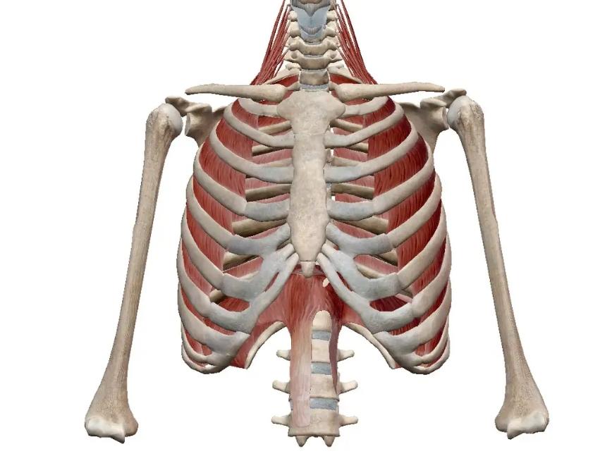 流行束腰,现在流行的束腰