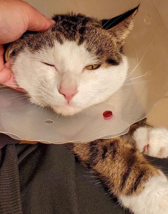 养只猫咪可以缓解焦虑吗,养只猫可以缓解焦虑吗