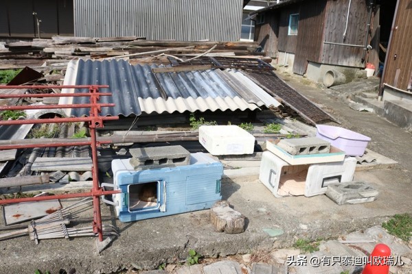 日本猫岛居民帮浪猫准备「御寒小屋」网：超暖心