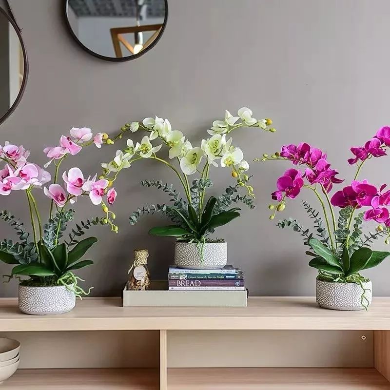 吉祥兰品种大全,六种吉祥兰花