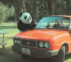 2020年摄影点评部分低分照片合集(下)(前方大量熊猫出没)