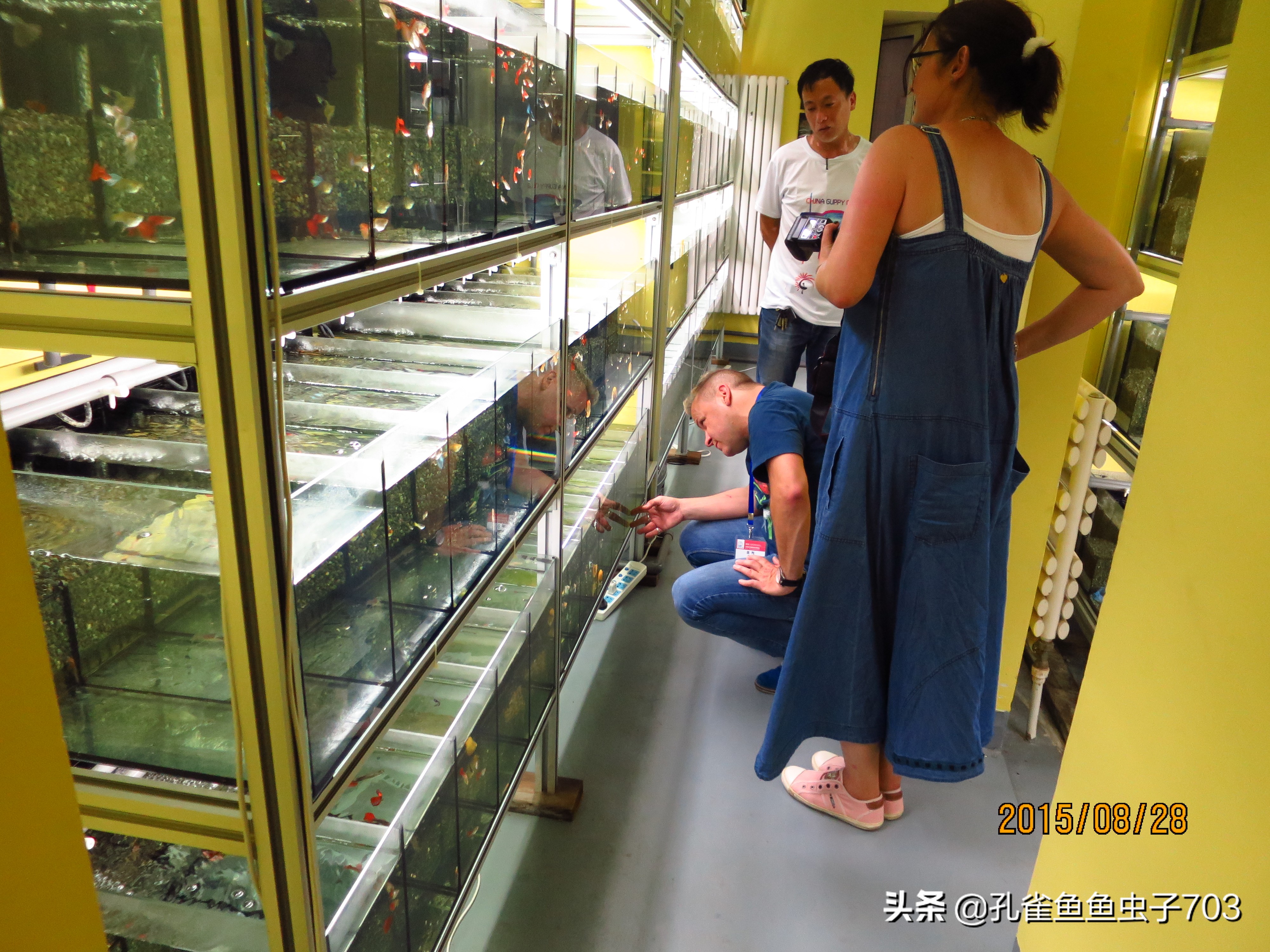 为啥我买的孔雀鱼尾巴特别小,为什么买的孔雀鱼养不活