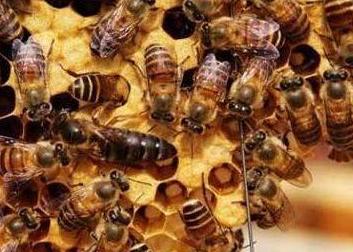 蜂群春繁保温的正确方法,活框养殖中蜂春繁准备工作