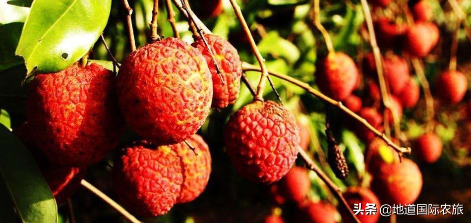 惠来隆江本地人吃哪家猪脚饭,广东省揭阳市惠来县隆江猪脚饭