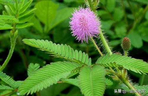 什么花不适合卧室里养有害健康,这5种花最好养