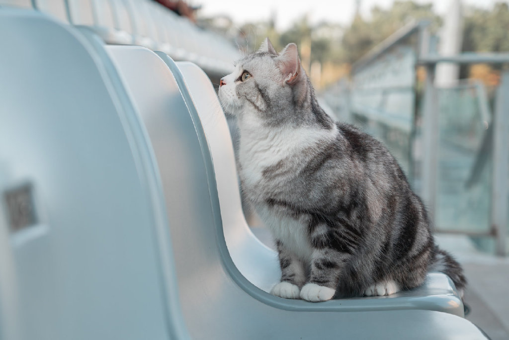 家有爱猫相伴,家有爱出门的猫