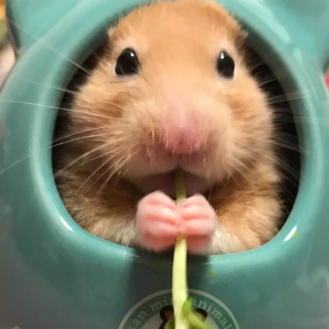 仓鼠为什么会咬自己的同伴,仓鼠突然暴躁咬主人