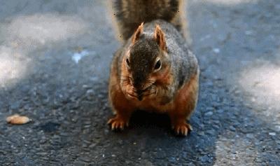 松鼠过冬的食物被偷走了怎么办？它真的会选择自杀吗？