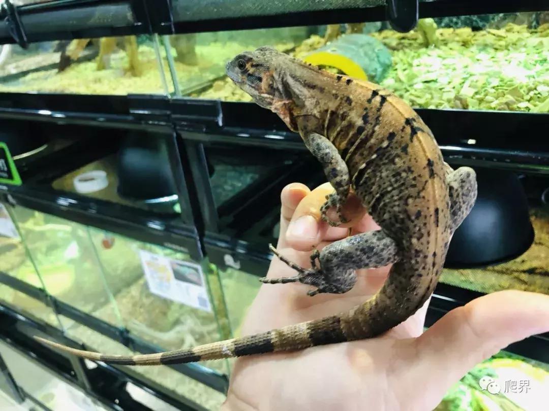 伦敦的爬宠店,隐藏在小区深处的店铺