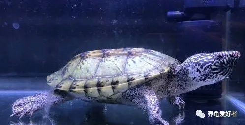 热带龟和龙,热带龟和鱼混养