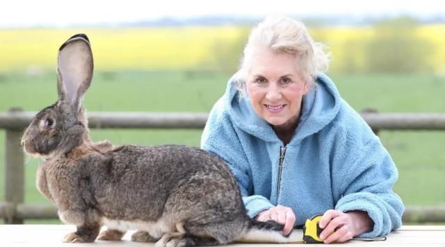 兔子尾巴短,兔子尾巴为什么那么短