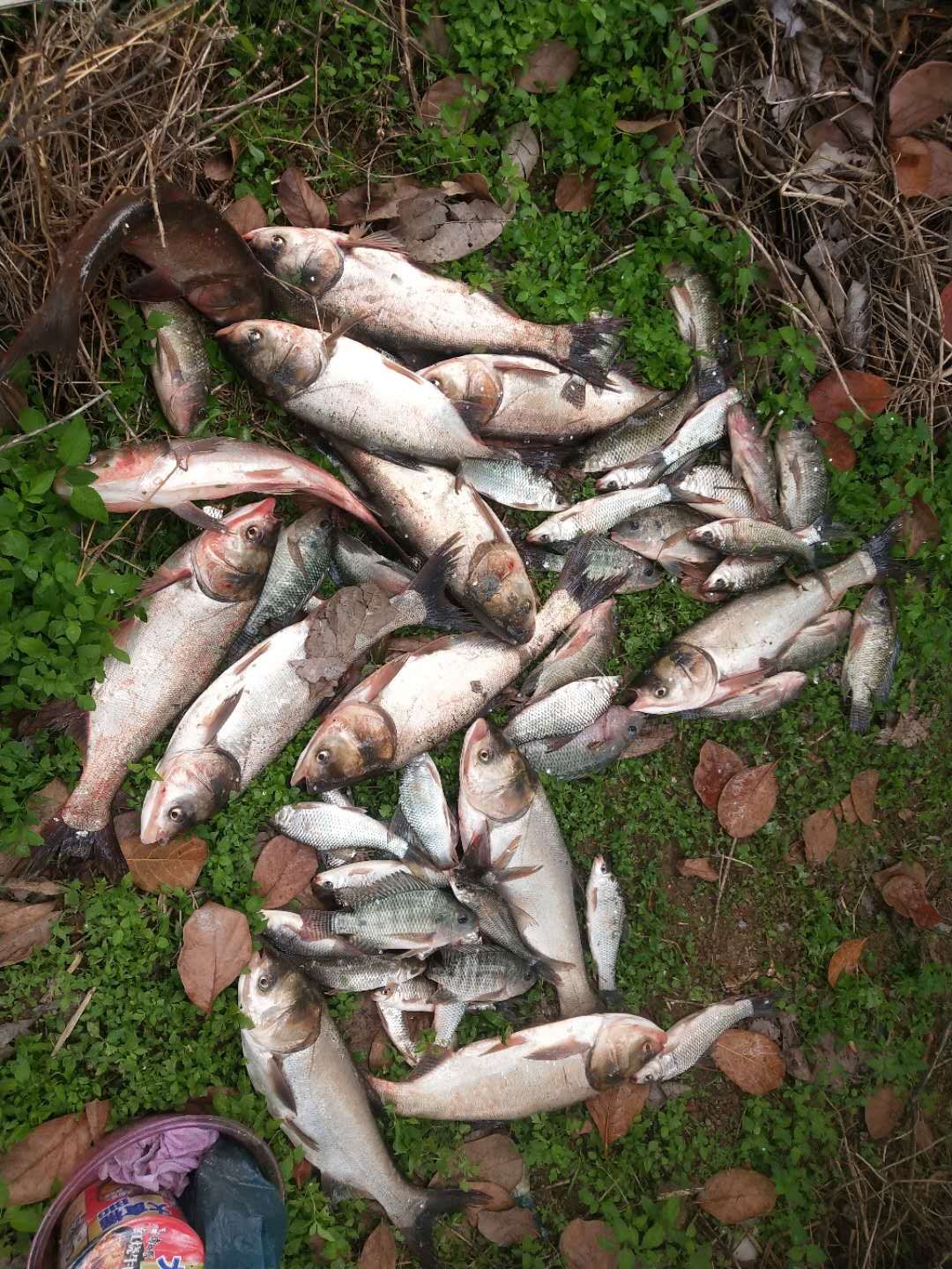 冬季野钓鲫鱼用什么味的窝料好,冬季野钓最好用的窝料官方正品