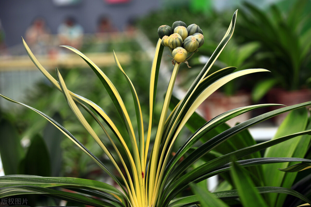 养君子兰掌握几个小技巧,大基座的君子兰是跟品种有关系吗