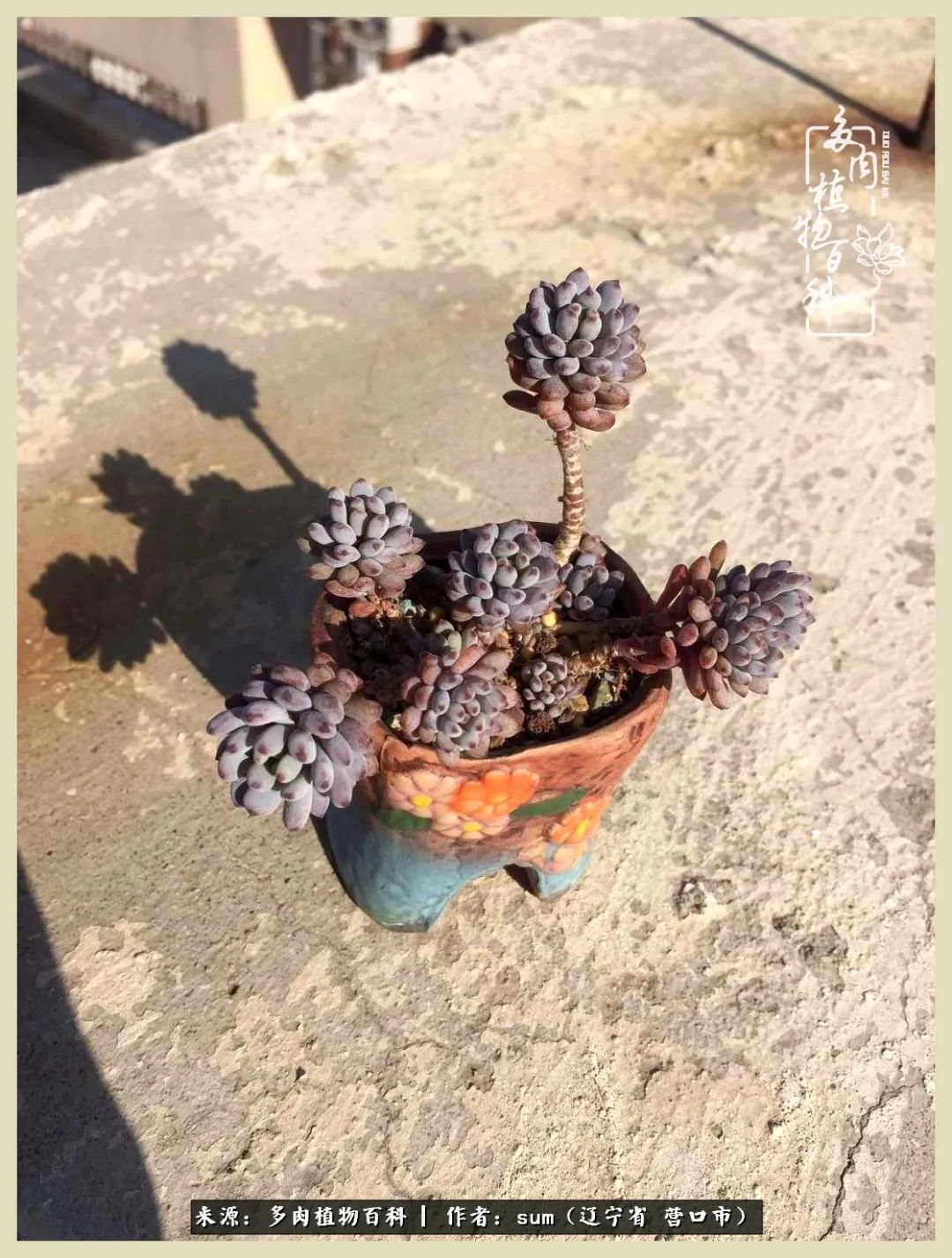 养多肉是一个很治愈的过程,养多肉是一种爱