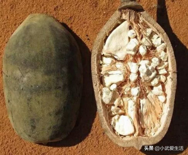 它是植物界的老寿星之一，人称之为“圣树”，结的果实广受欢迎