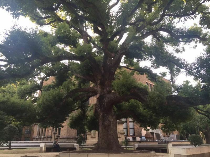 “日本最高学府”的东京大学，是一所怎样的学校？