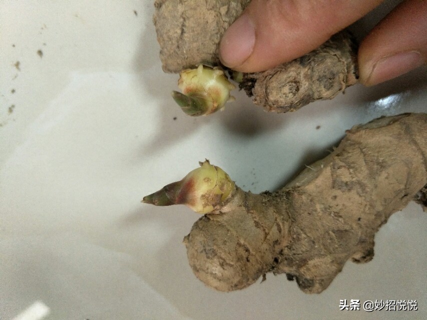 家庭生姜怎样种植最好吃,生活小妙招生姜怎么种植