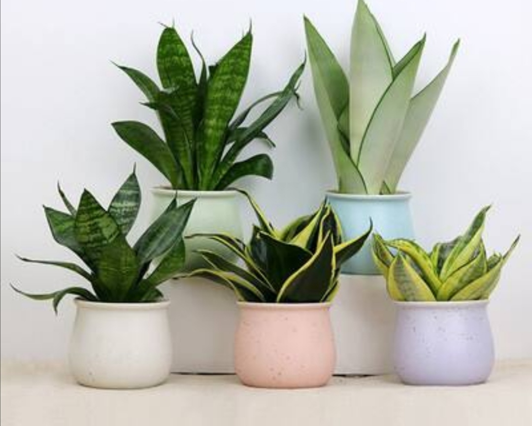 室内适合养的18种植物图片,室内客厅适合养的18种植物