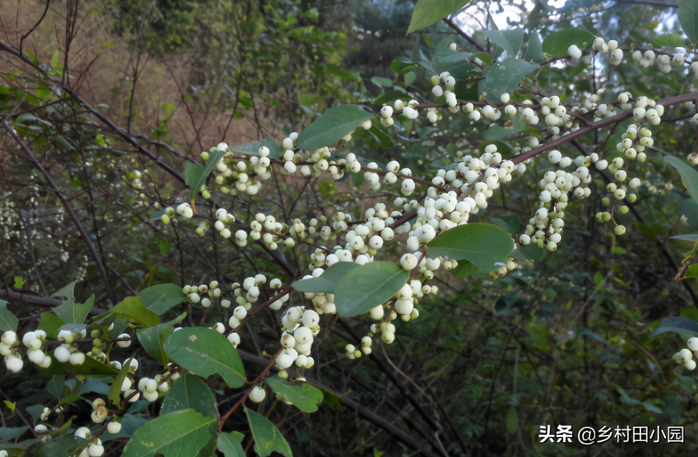 爆米花的药用价值,爆米花有没有药用价值