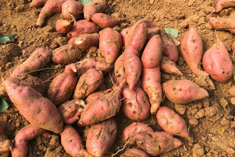 蒸红薯直接上锅,蒸红薯为什么要冷水下锅