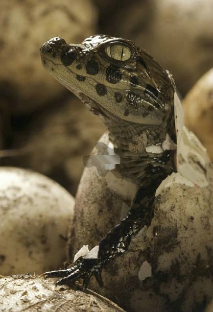 在家养小鳄鱼视频,在家里养小鳄鱼要养什么品种