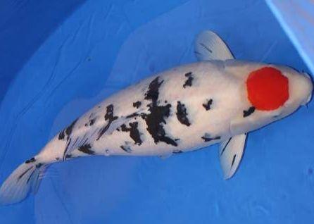 希望各位养鱼新手们,给我们饲养的观赏鱼一条生路吧,别再折腾了