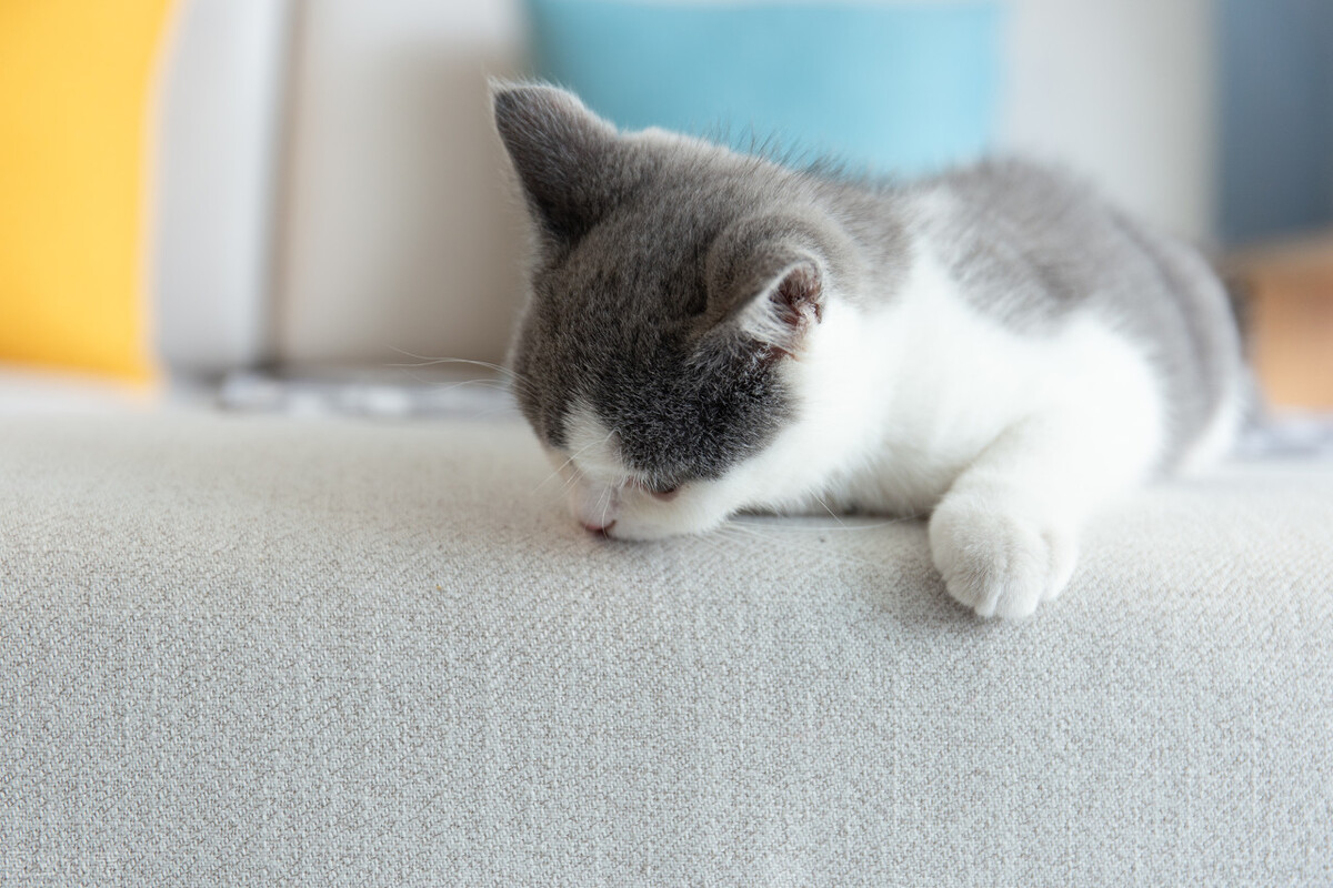 母猫频繁去厕所尿得少带血,母猫尿频尿少