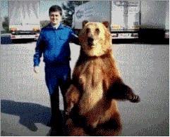 超大超软的可爱熊,可以当做宠物的熊是什么熊