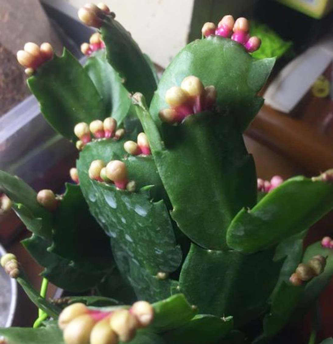 用废油做肥料注意什么,废油做肥料的方法