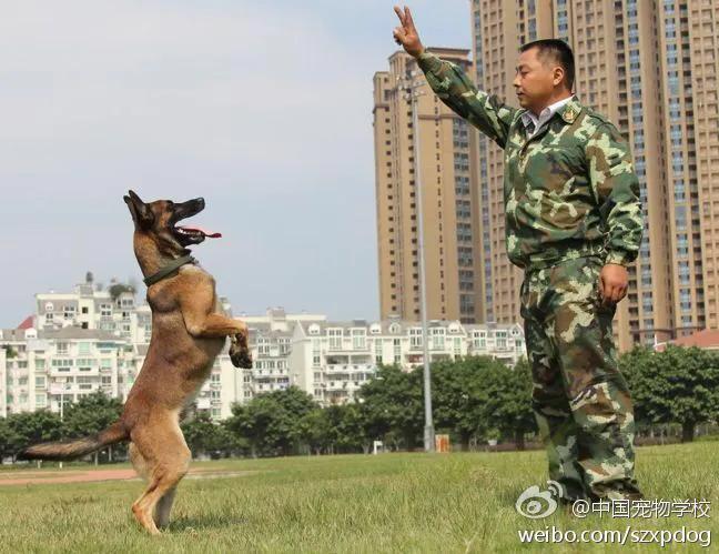 中国宠物时代周刊专访一一赵先军