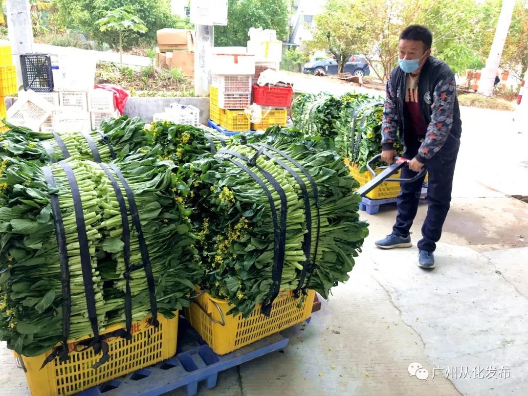 广州的硬玉溪为什么便宜,广州的硬菜