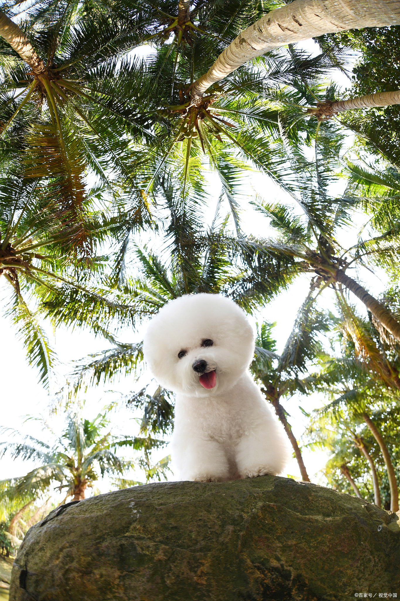 比熊该怎么正确的养,大型比熊要怎么喂狗粮